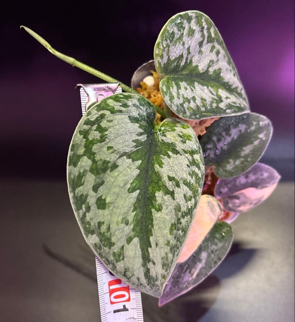 スキンダプサス グリーンダイヤモンド　1