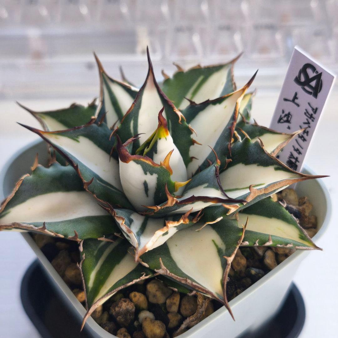 アガベ　チタノタ　太陽神錦 白中斑 トップうねり 子株付き