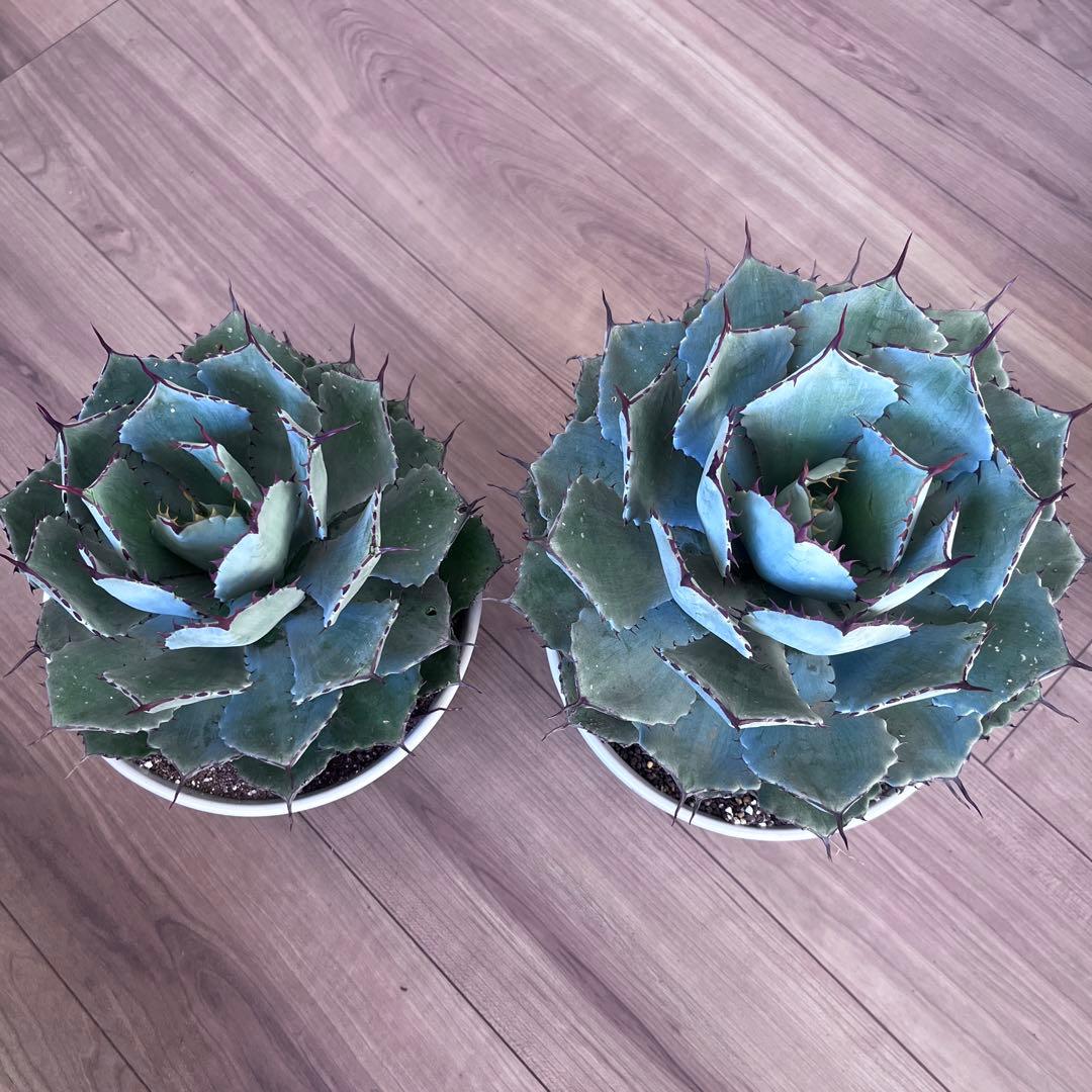 吉祥冠　2個セット　大きめ株　即戦力