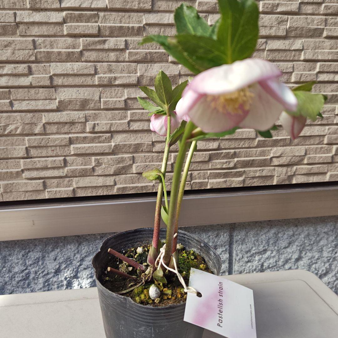 クリスマスローズ 大和園 パステリッシュストレイン②