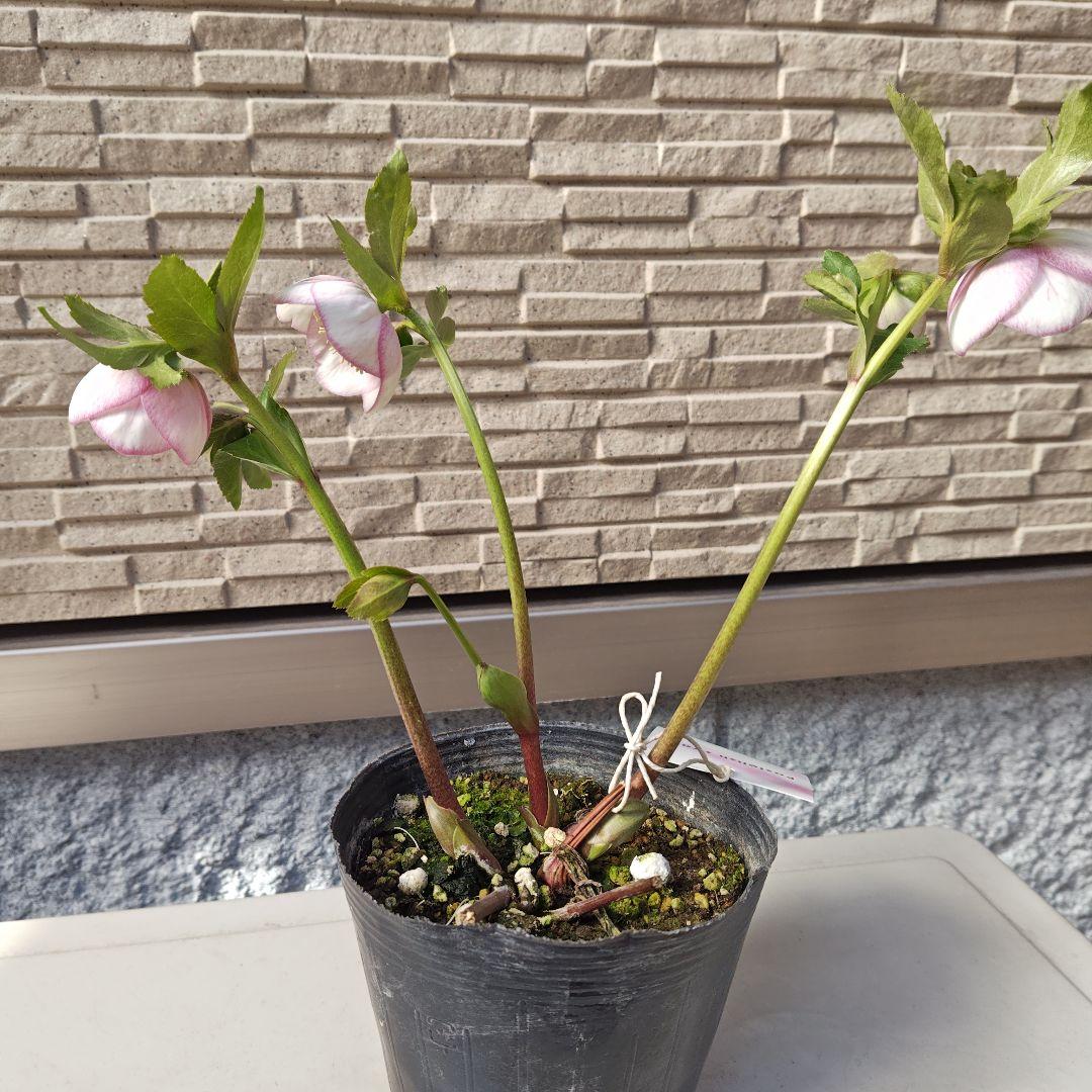 クリスマスローズ 大和園 パステリッシュストレイン②