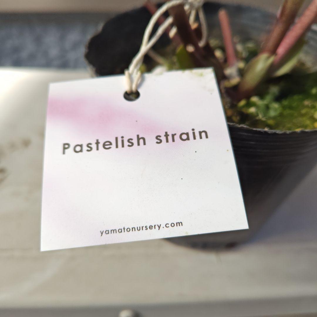 クリスマスローズ 大和園 パステリッシュストレイン②