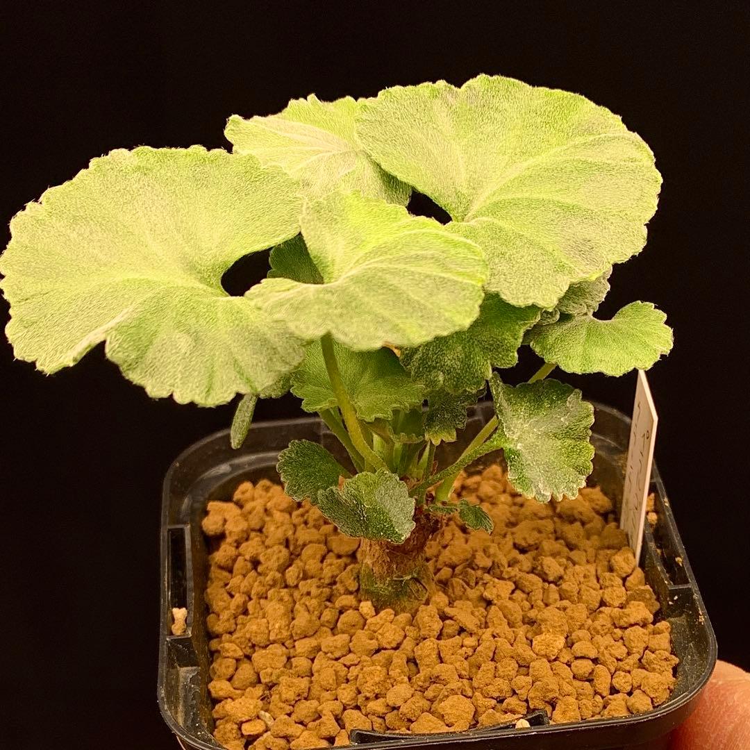 超レアラスト！写真4枚目必見！　ペラルゴニウム　クラシカウレ　多肉植物　塊根植物