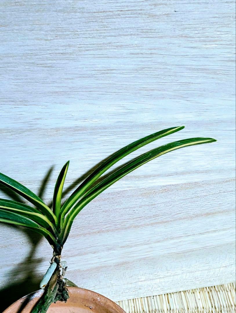 富貴蘭　天翠の白縞（天咲き緑花の白縞原木開花株）