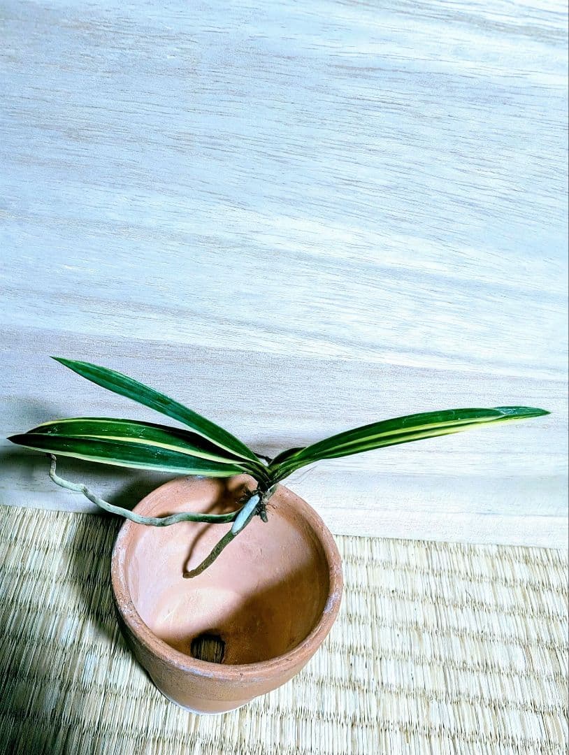 富貴蘭　天翠の白縞（天咲き緑花の白縞原木開花株）