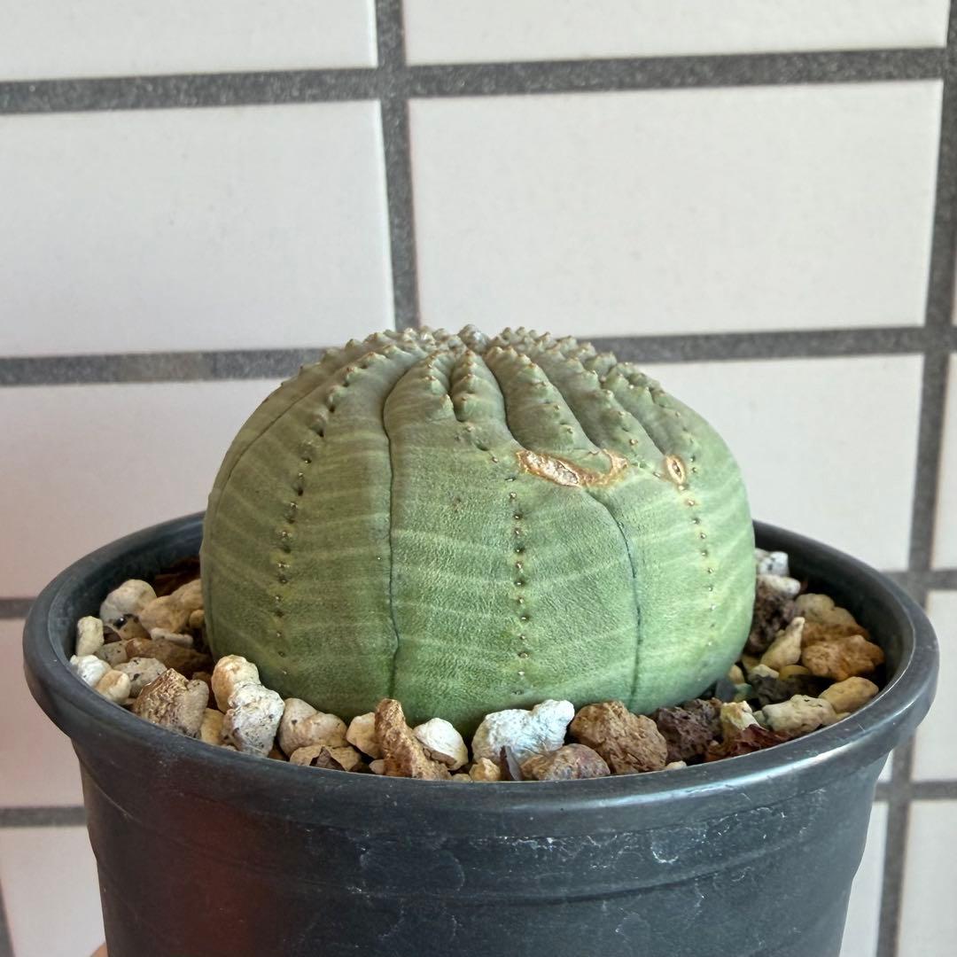 t*o様 ② ユーフォルビア オベサ 実生モンスト 綴化