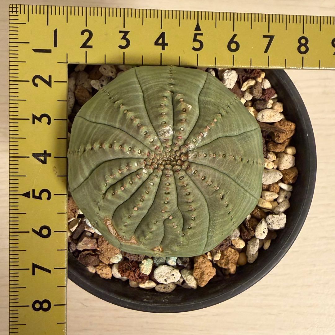 t*o様 ② ユーフォルビア オベサ 実生モンスト 綴化