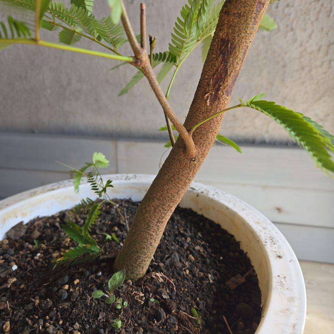 ⑳　エバーフレッシュ曲がり仕立て　10号特大苗木最高等級極上品‼️