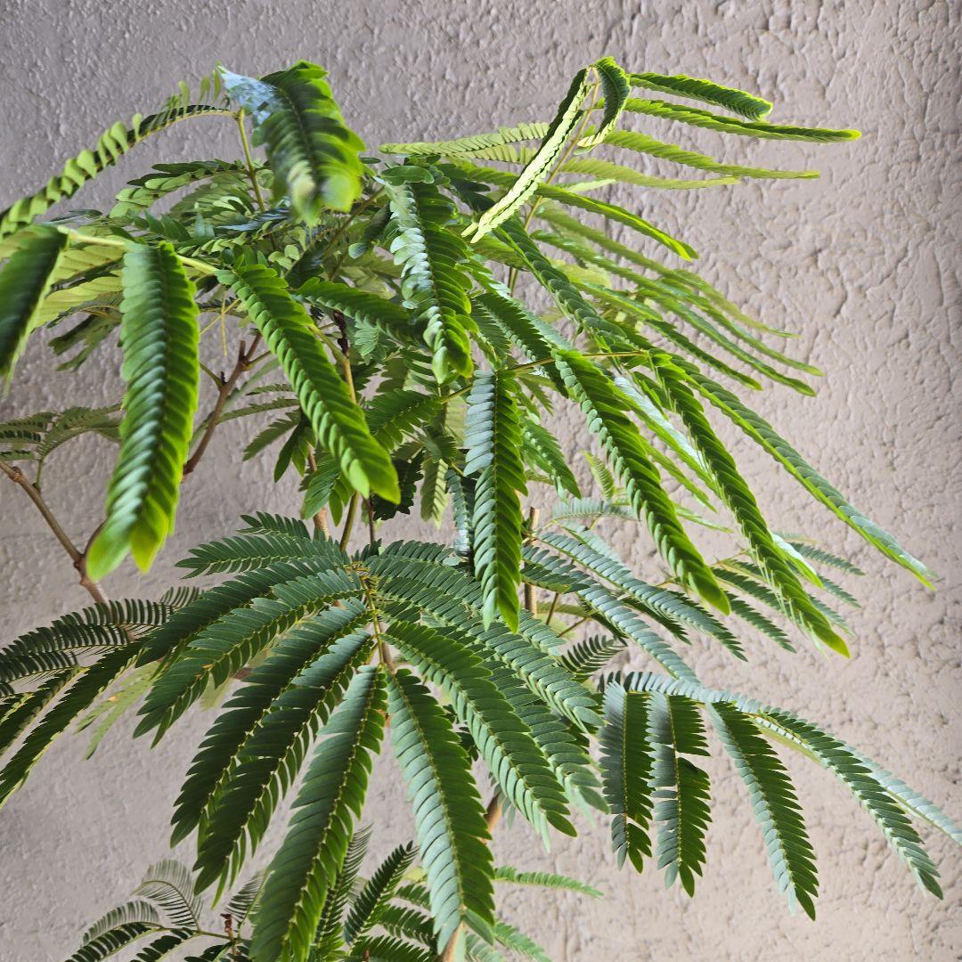 ⑳　エバーフレッシュ曲がり仕立て　10号特大苗木最高等級極上品‼️