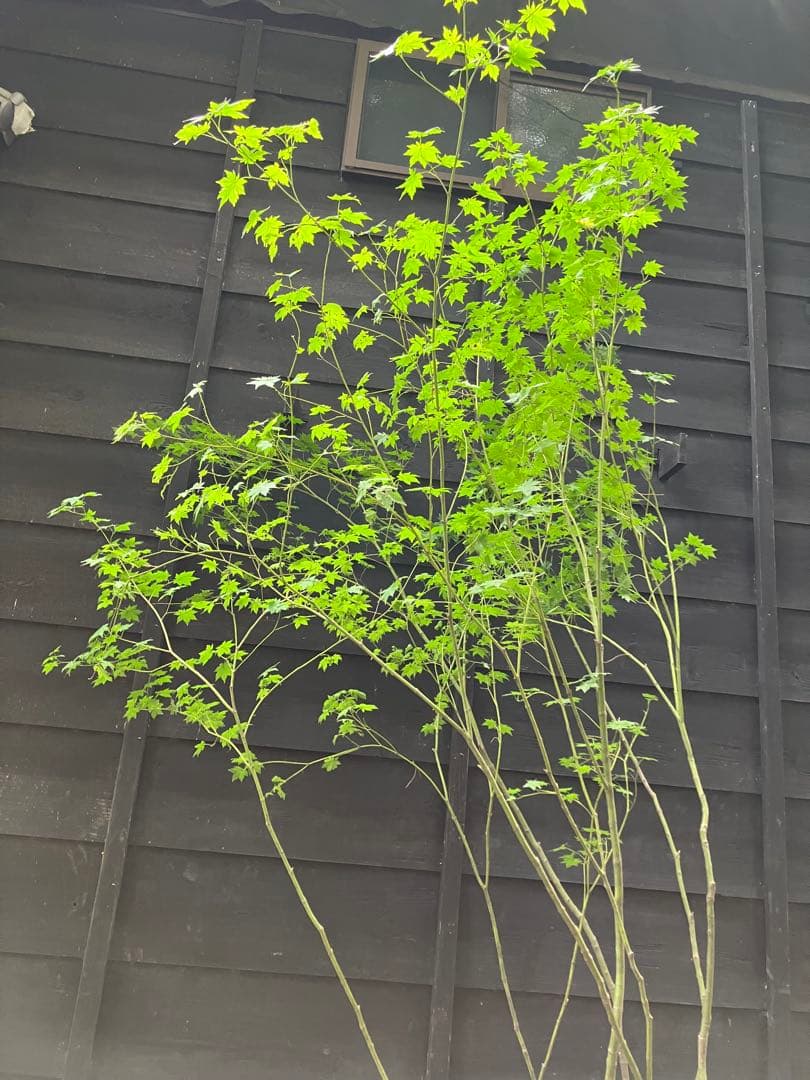 60 山採り　ヒナウチワカエデ