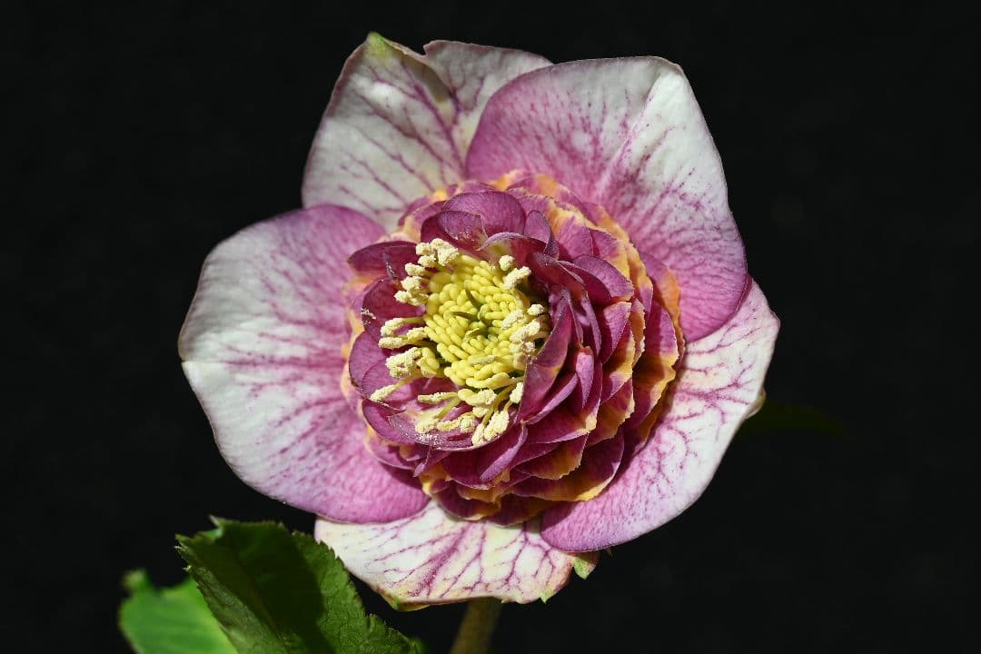 クリスマスローズ　最高級！認定アンティークモーリー メビウス交配 加藤農園