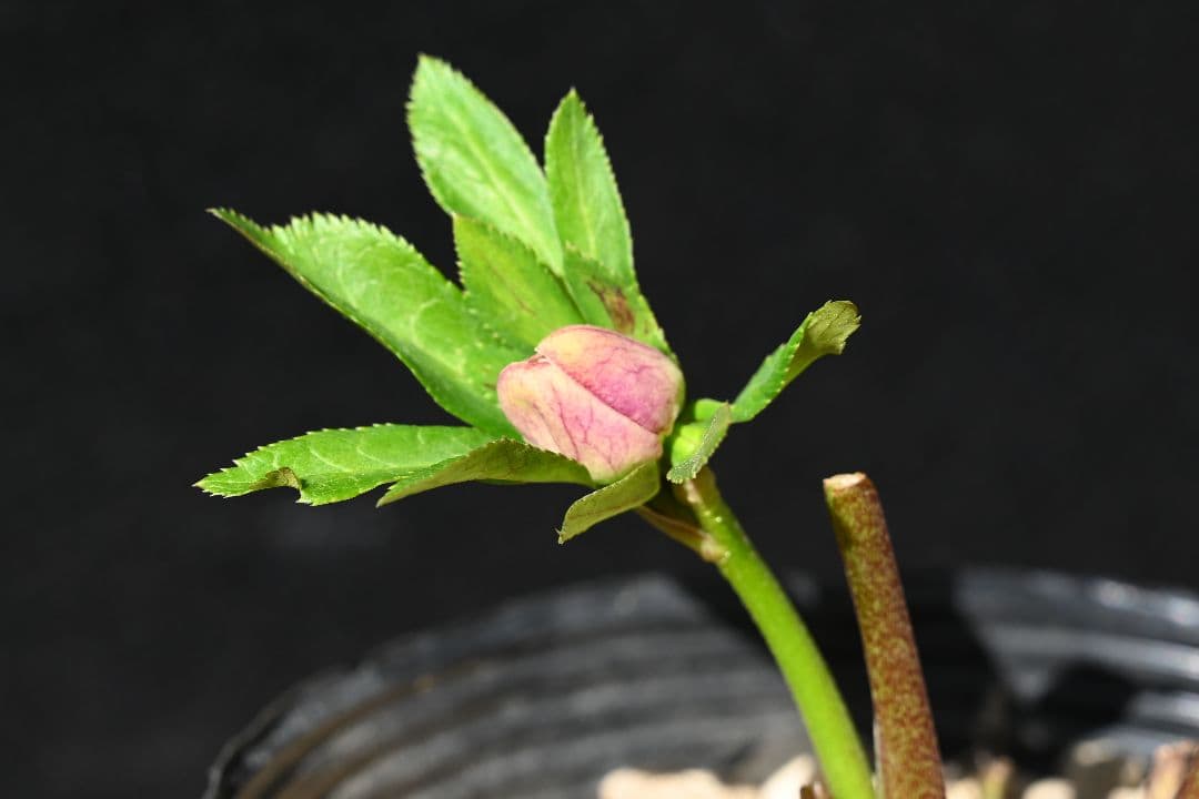 クリスマスローズ　最高級！認定アンティークモーリー メビウス交配 加藤農園