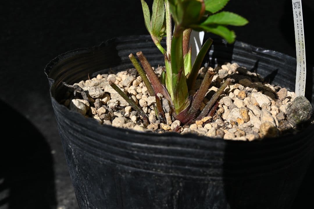 クリスマスローズ　最高級！認定アンティークモーリー メビウス交配 加藤農園