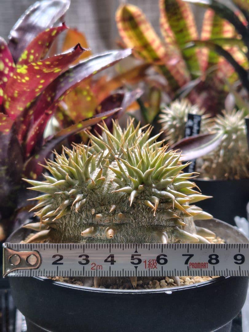 パキポディウム　恵比寿大黒