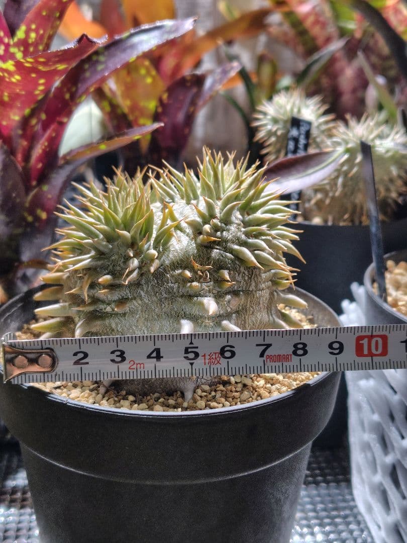 パキポディウム　恵比寿大黒