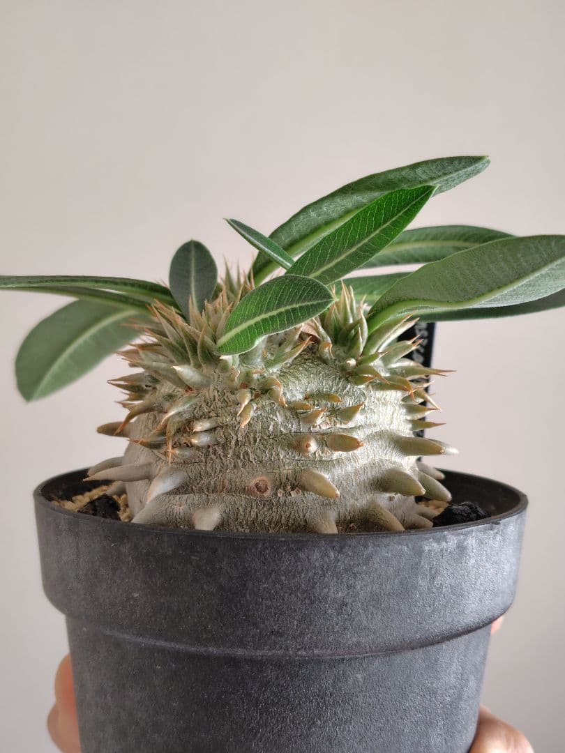 パキポディウム　恵比寿大黒