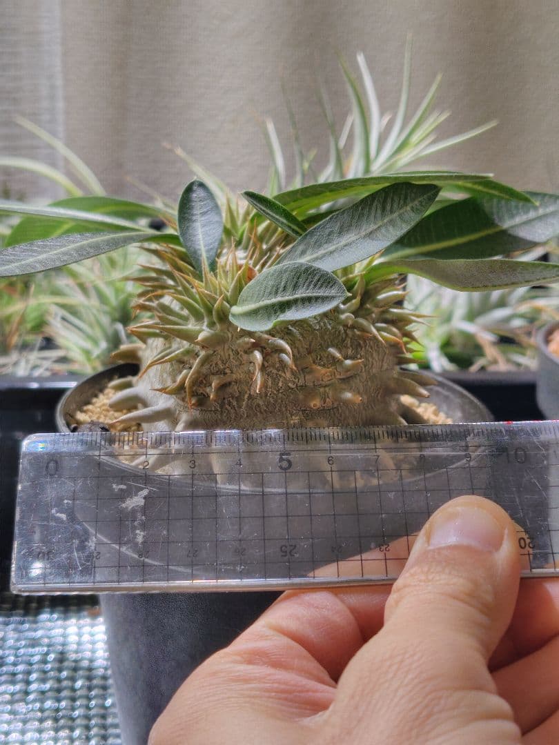 パキポディウム　恵比寿大黒