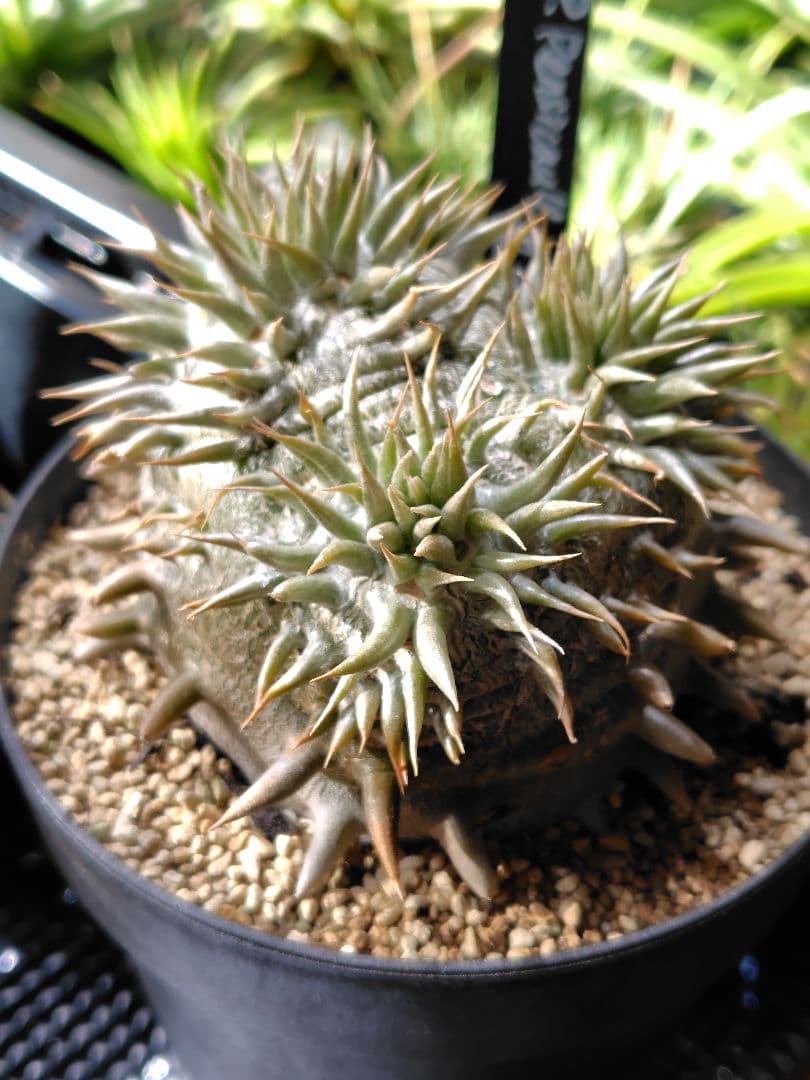 パキポディウム　恵比寿大黒