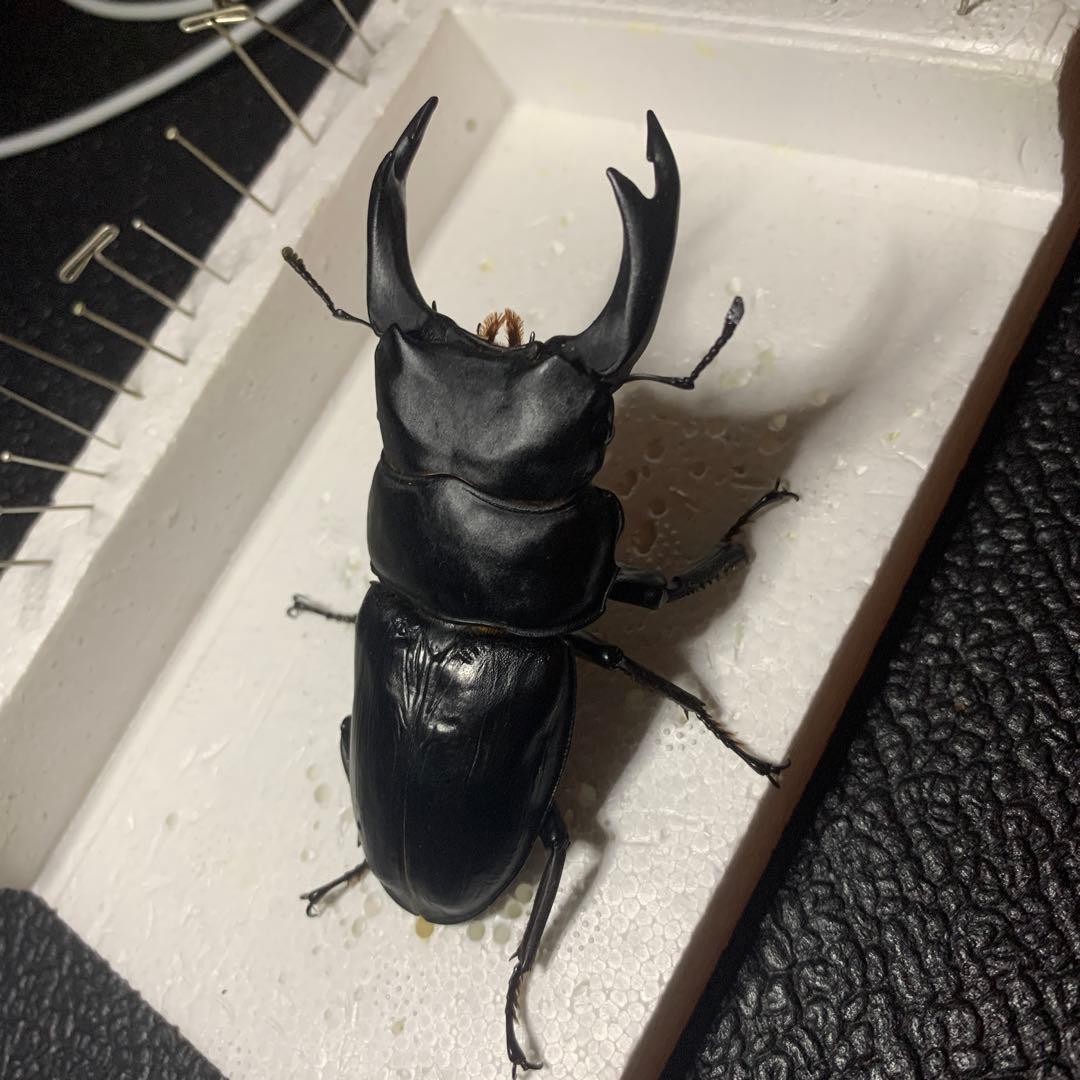 オオクワガタ 標本 死虫 能勢YG血統 脅威の88.8ミリ！