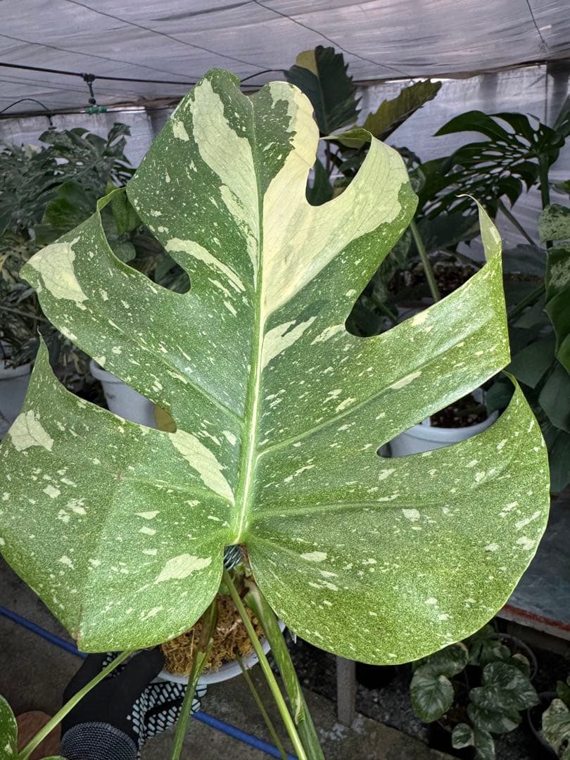 c*i様 5モンステラ　タイコンステレーション　スターライト