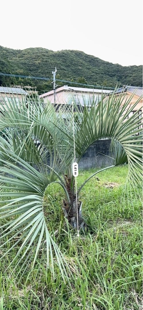 ココスヤシ　シルバーリーフ