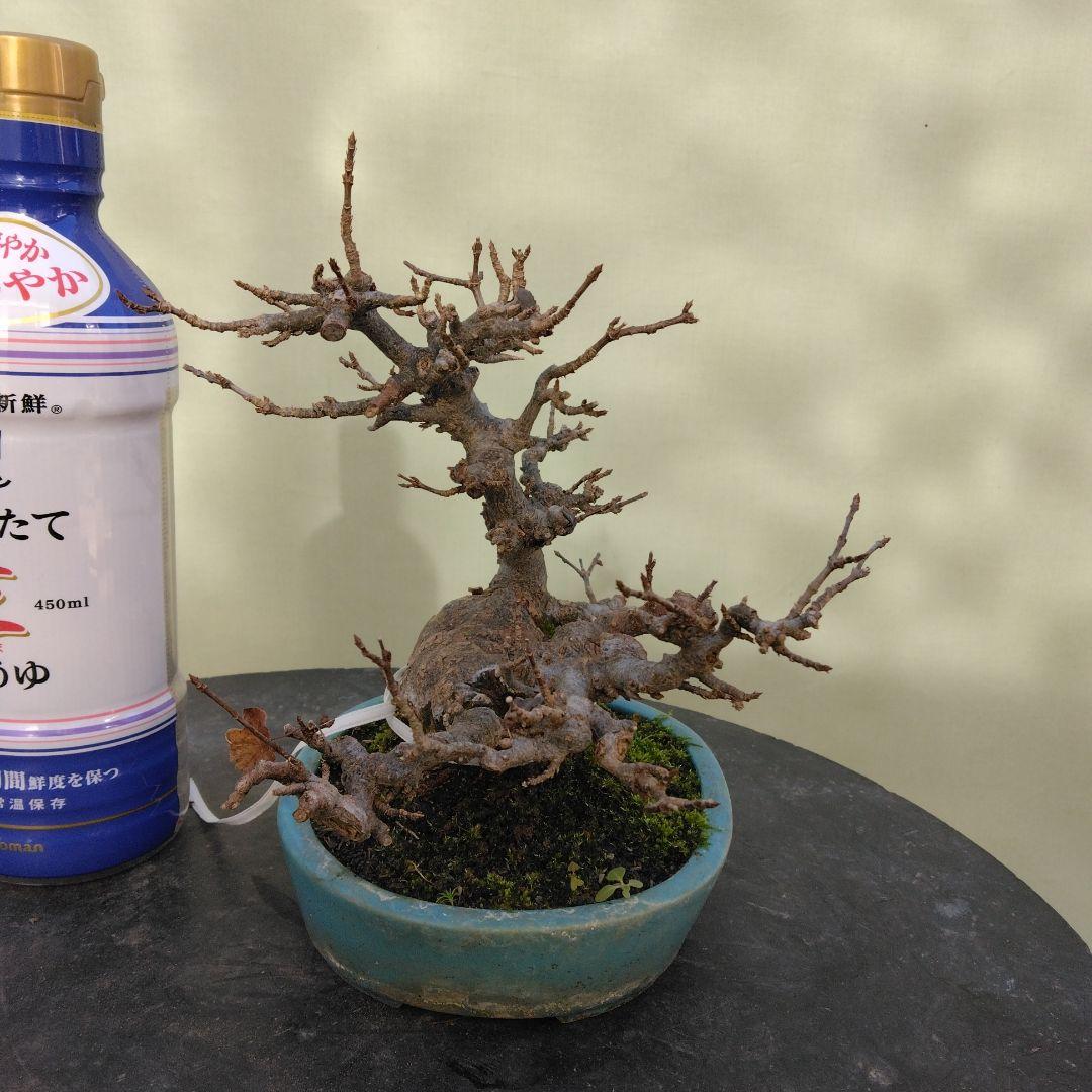 カエデ小品盆栽です。太幹です。 値下げしました。