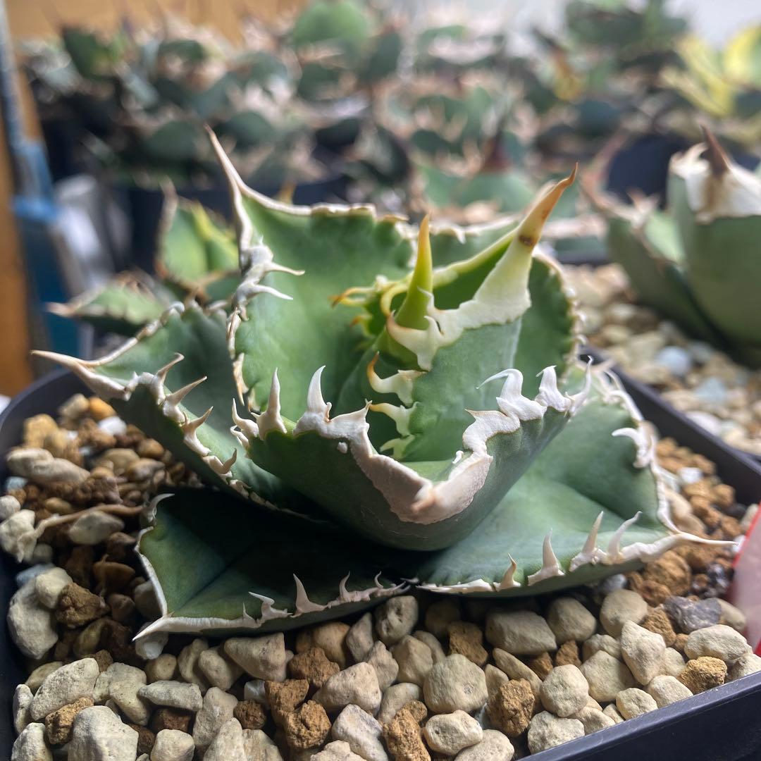 アガベチタノタ　大白鯊　ホオジロザメ子株　抜き苗発送子株②