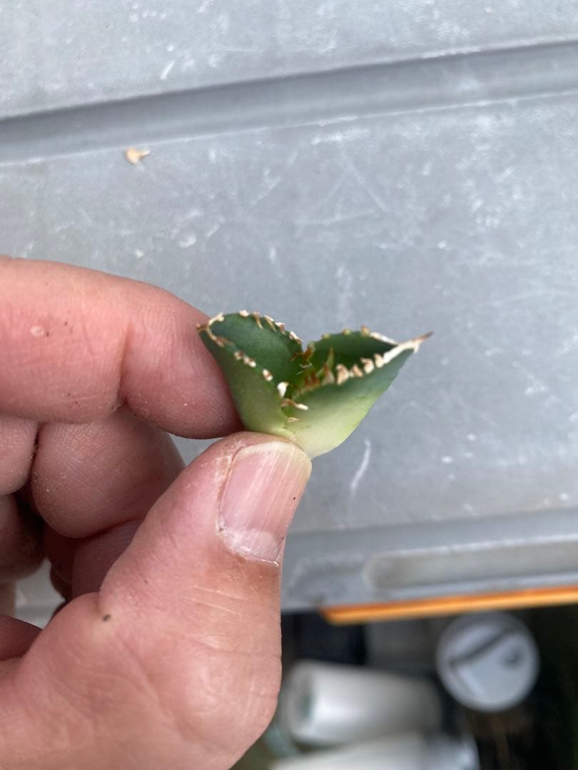 アガベチタノタ　大白鯊　ホオジロザメ子株　抜き苗発送子株②