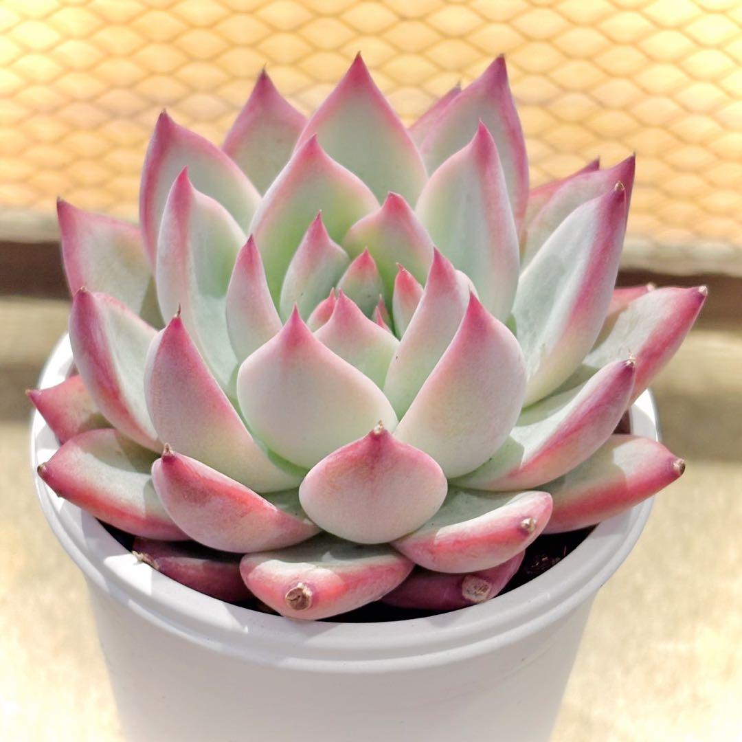 中里リンゼアナ　札付き　抜き苗　多肉植物