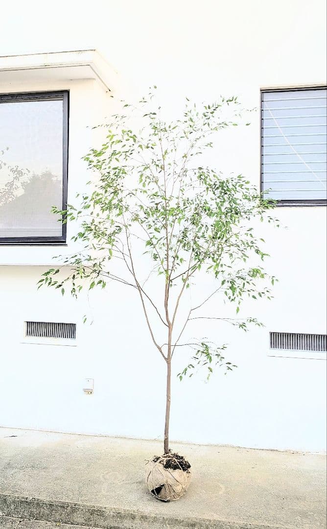 特大厳選。山採りハイノキ。