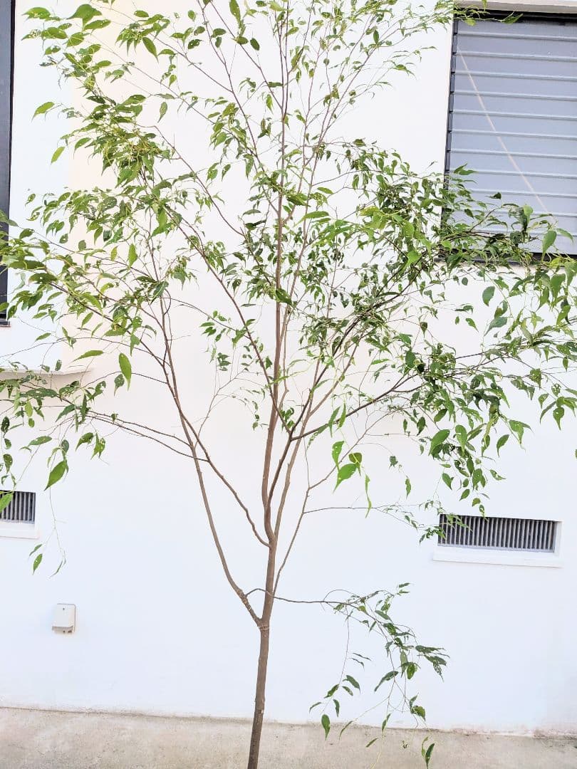 特大厳選。山採りハイノキ。