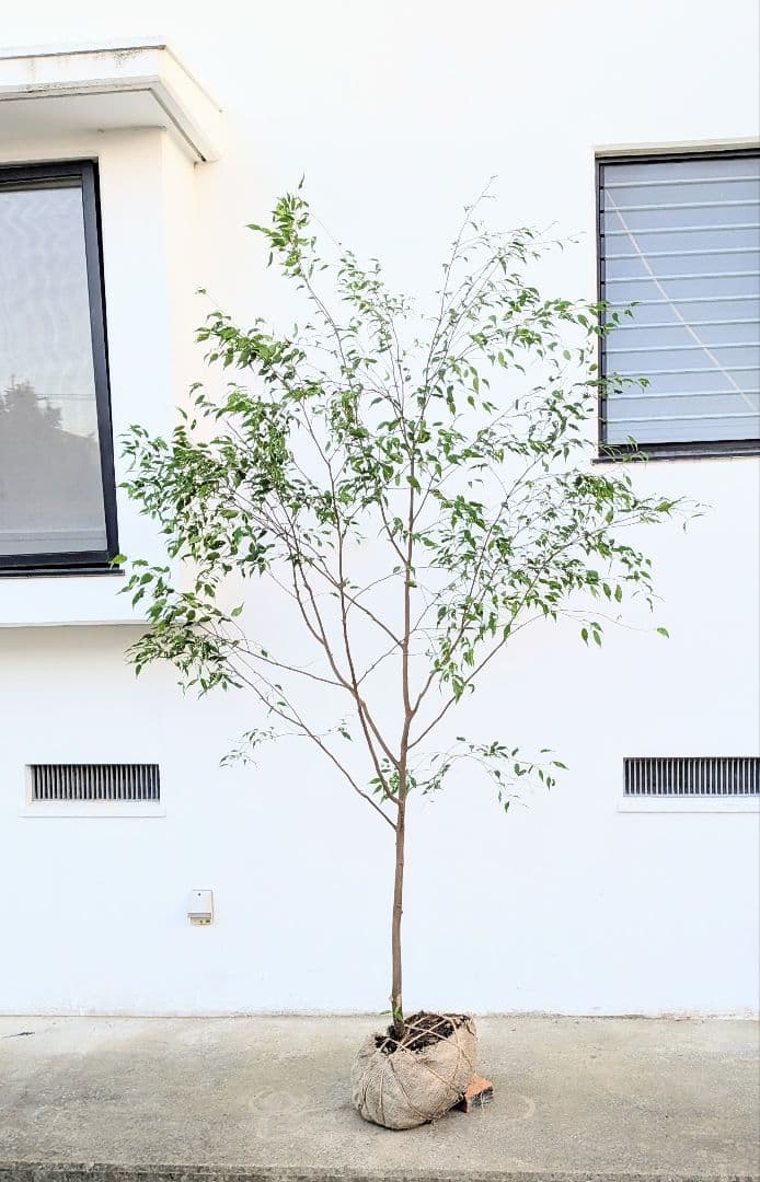 特大厳選。山採りハイノキ。