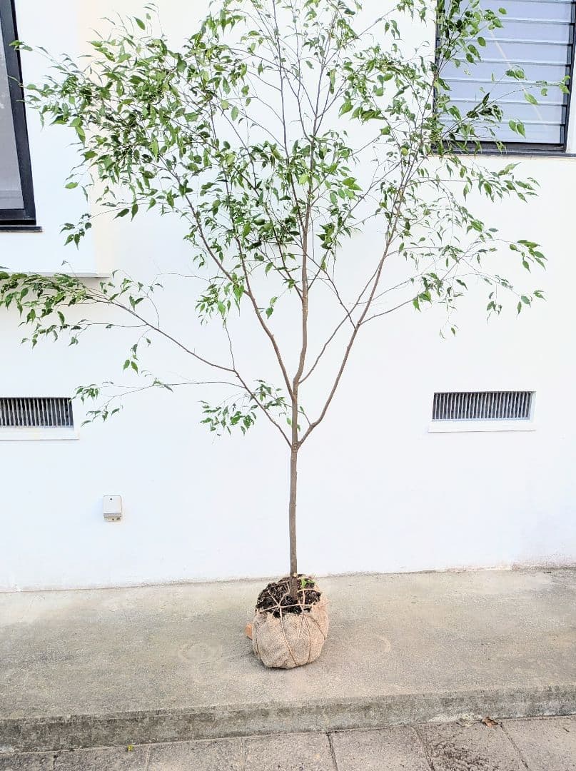 特大厳選。山採りハイノキ。