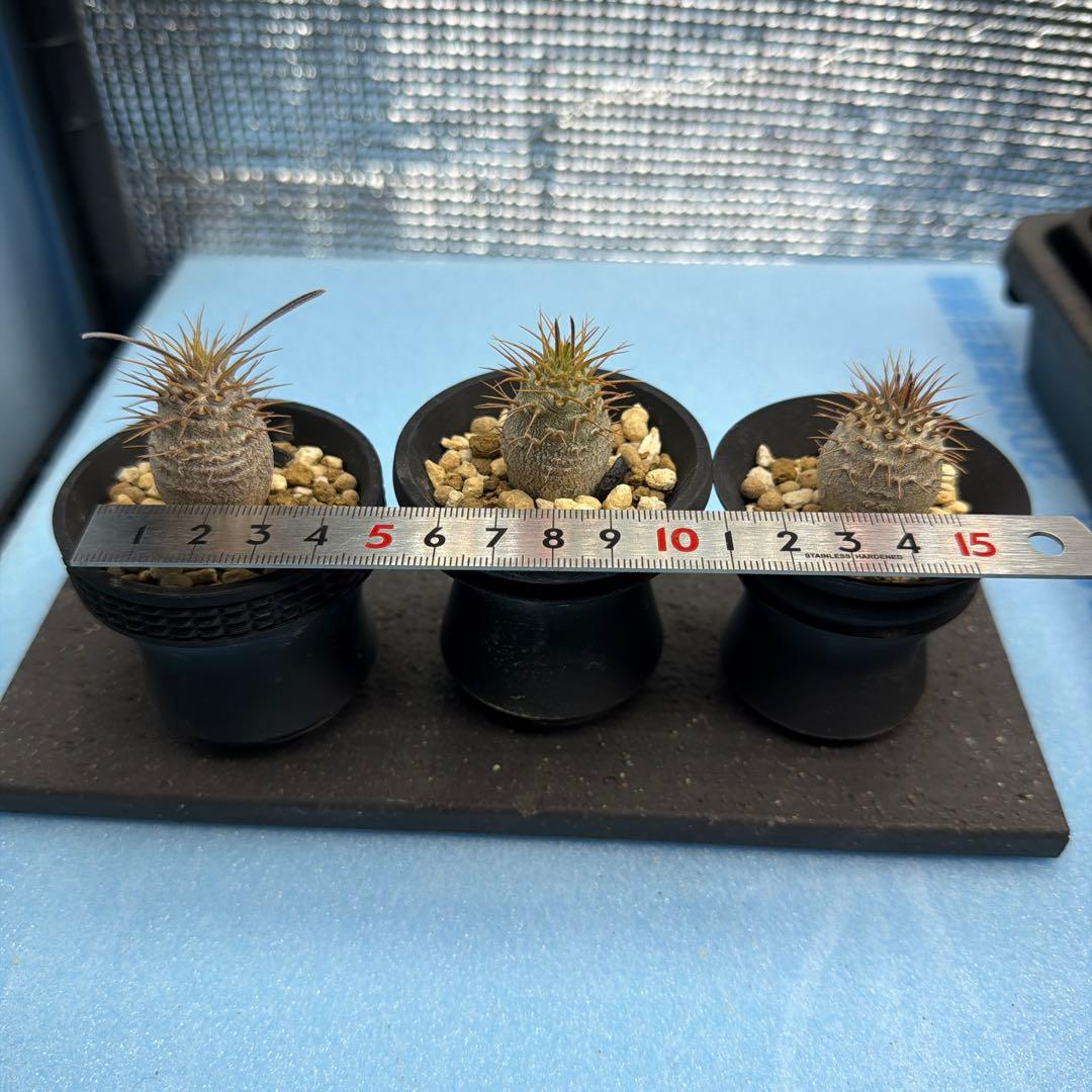パキポディウムグラキリス　実生　　良型　3つセット