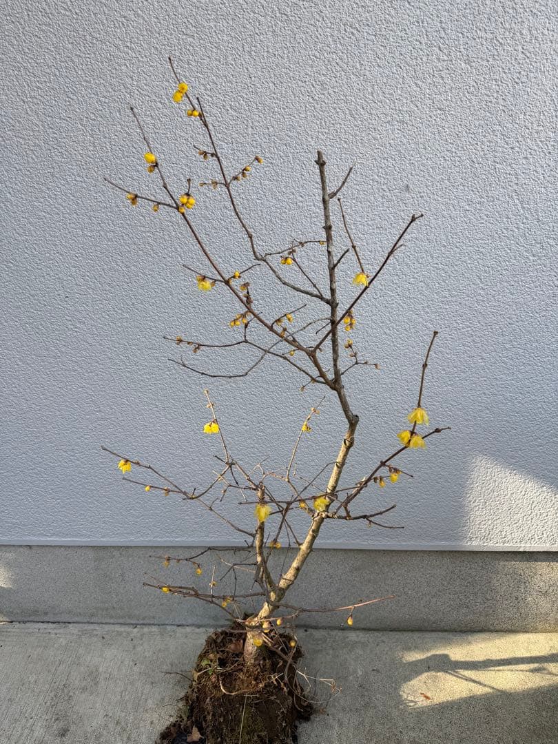 満月ロウバイ 特大株