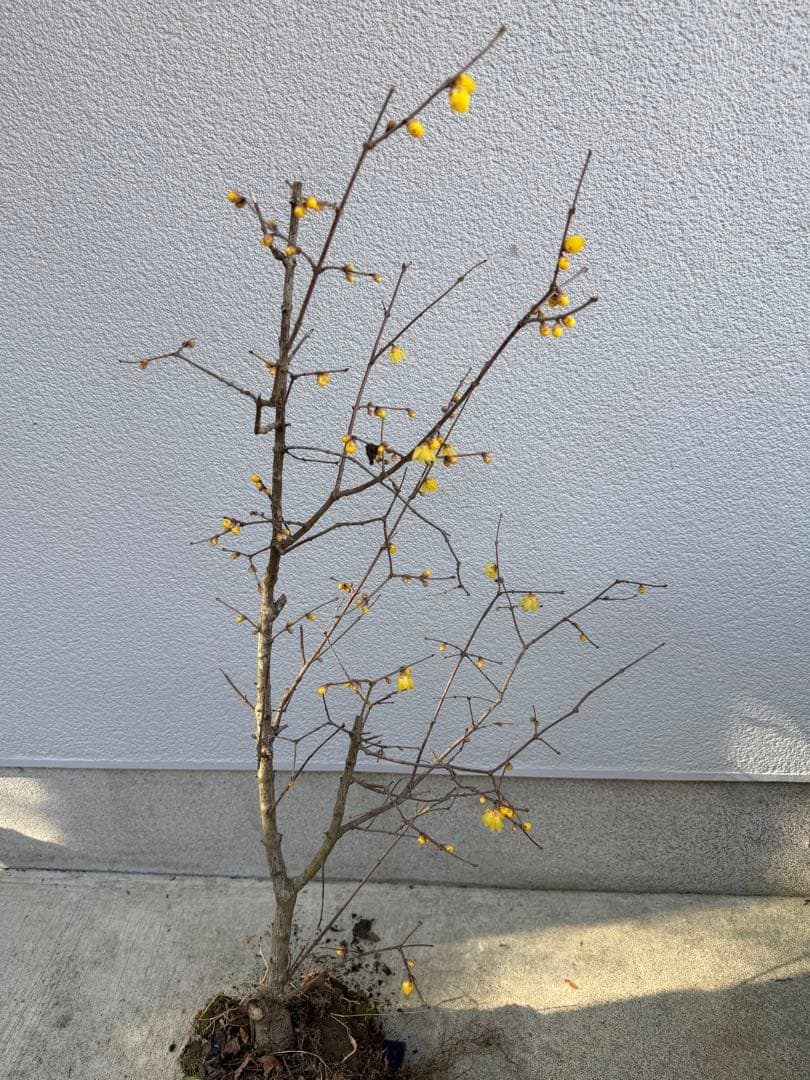 満月ロウバイ 特大株