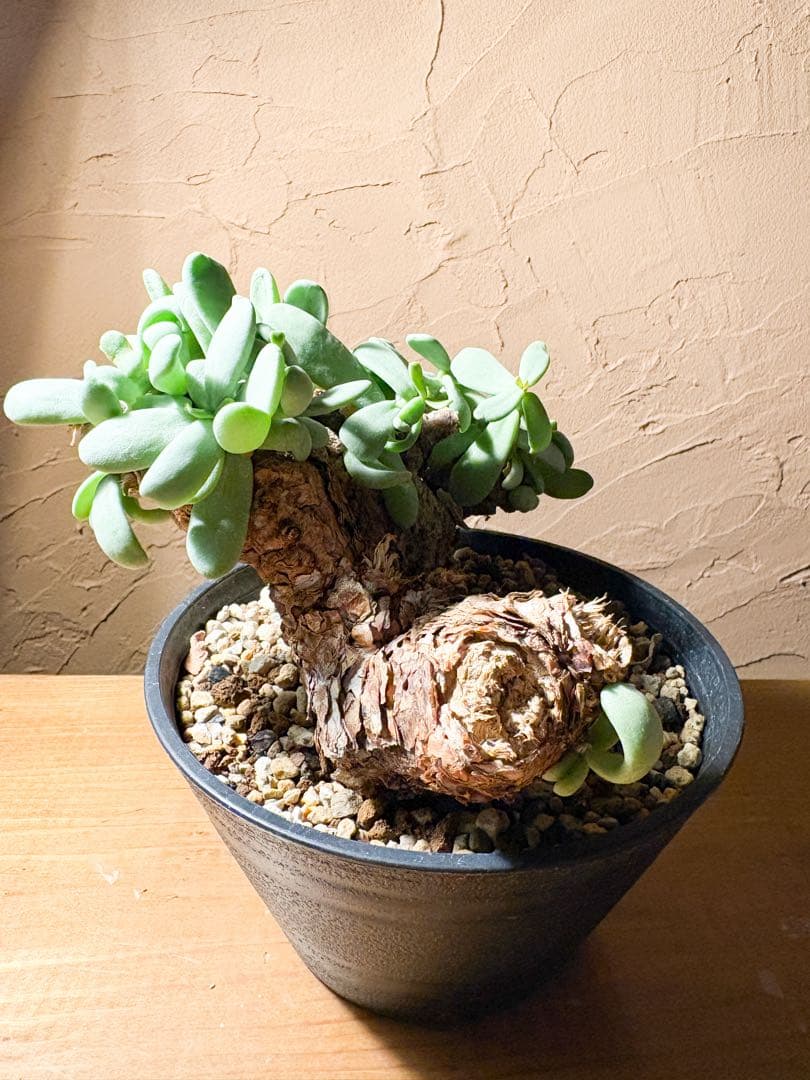 【良型変態株発根済み】ケラリア ピグマエア 冬型 鉢のまま発送