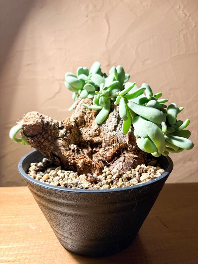 【良型変態株発根済み】ケラリア ピグマエア 冬型 鉢のまま発送