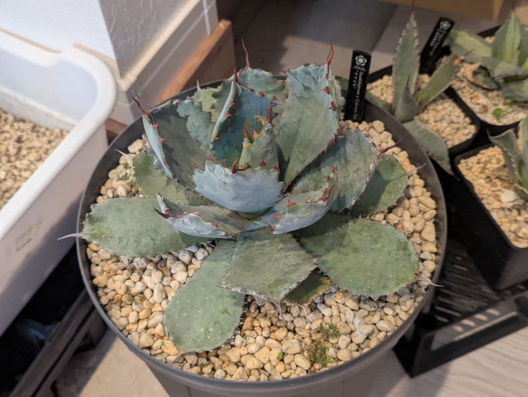 激レアハイブリッド グアダラハラナ×コロラータ 大株