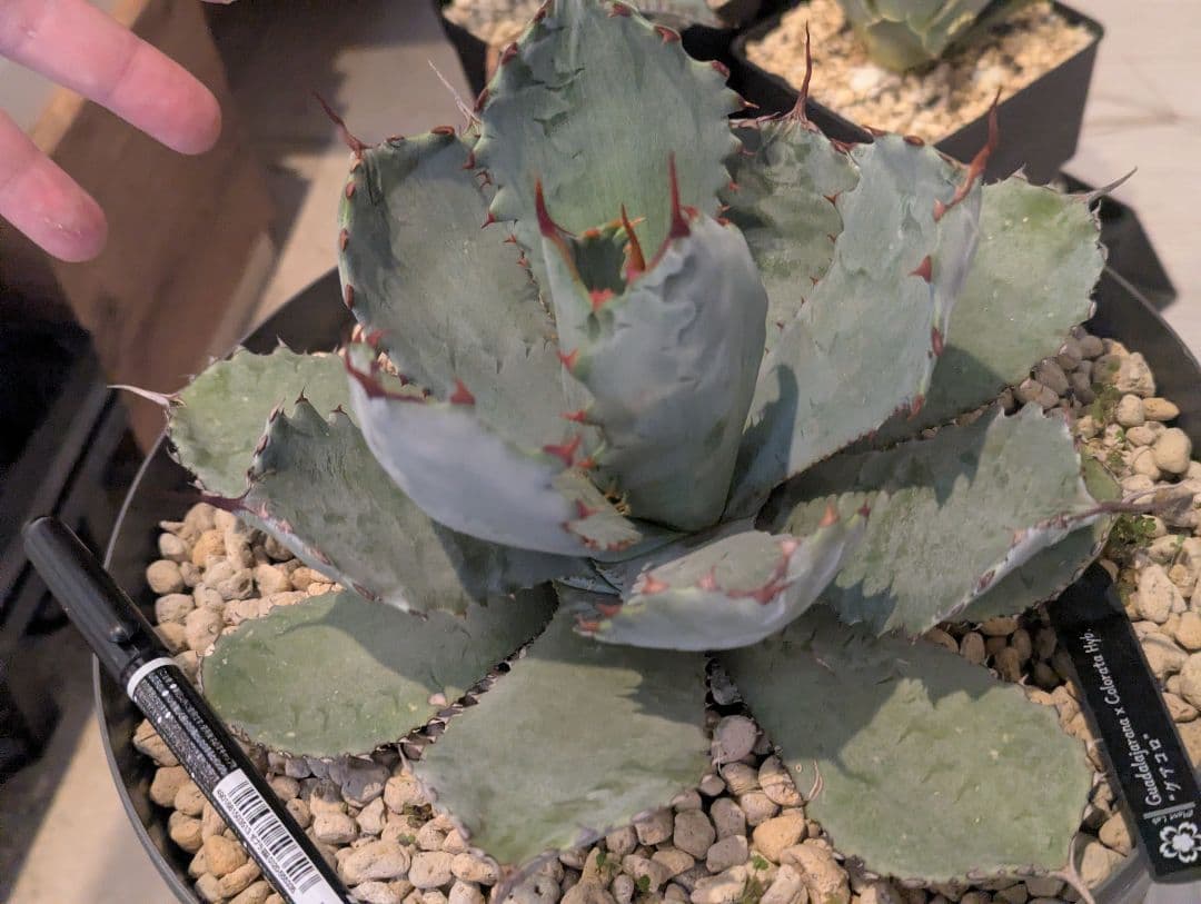 激レアハイブリッド グアダラハラナ×コロラータ 大株