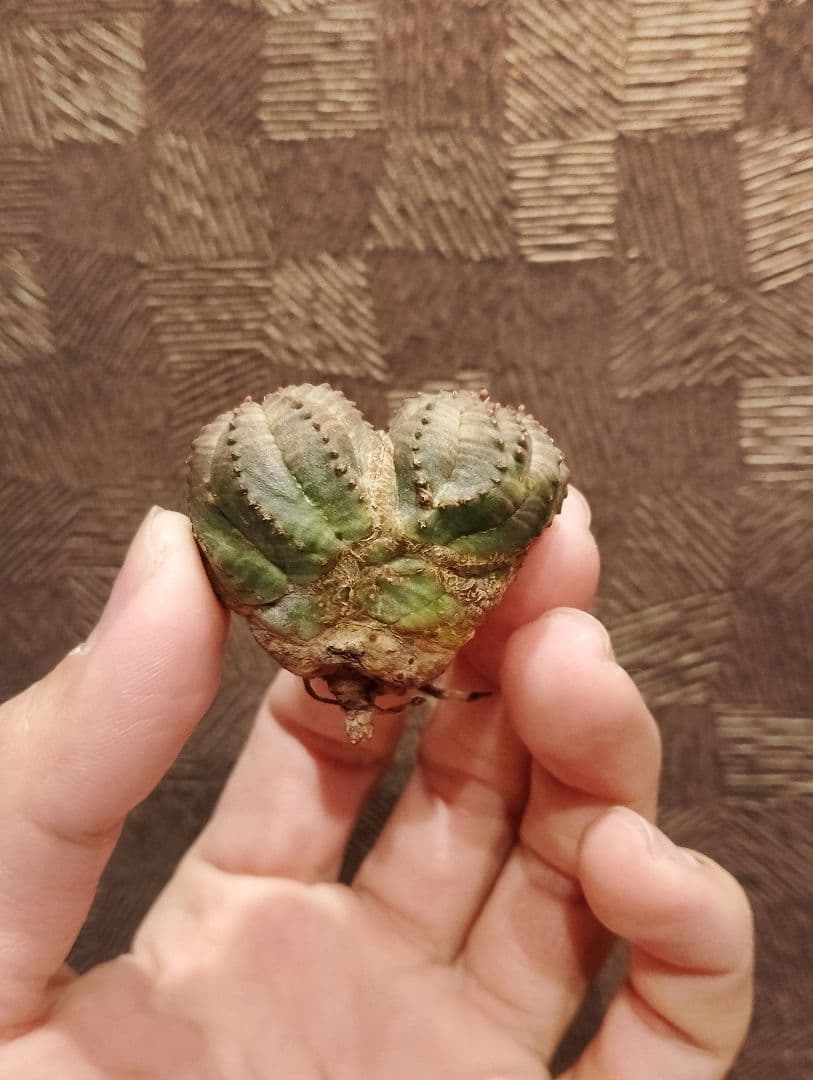 希少 ユーフォルビア オベサ ダブルベッド 発根済み