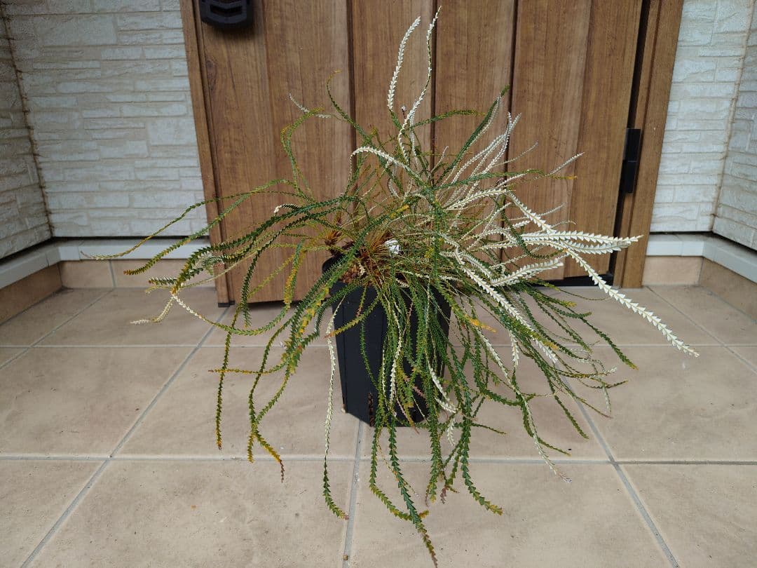 バンクシア　ニベア　6号（プロテア、グレビレア、リューカデンドロン）