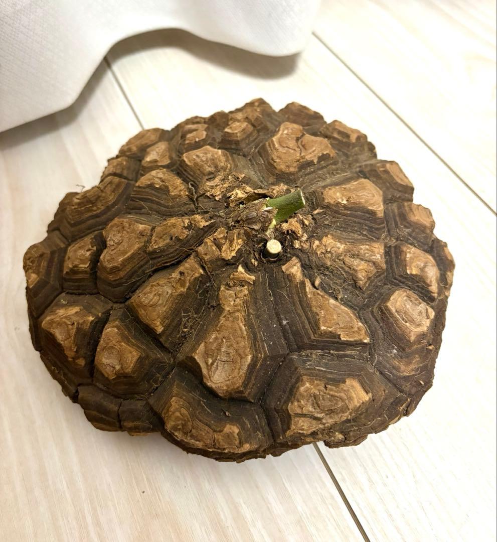 メキシコ亀甲竜 レア Dioscorea mexicana 現地株 大株 未発根