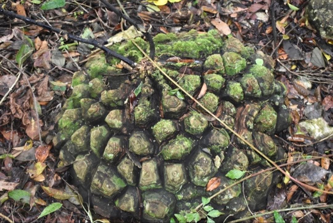 メキシコ亀甲竜 レア Dioscorea mexicana 現地株 大株 未発根