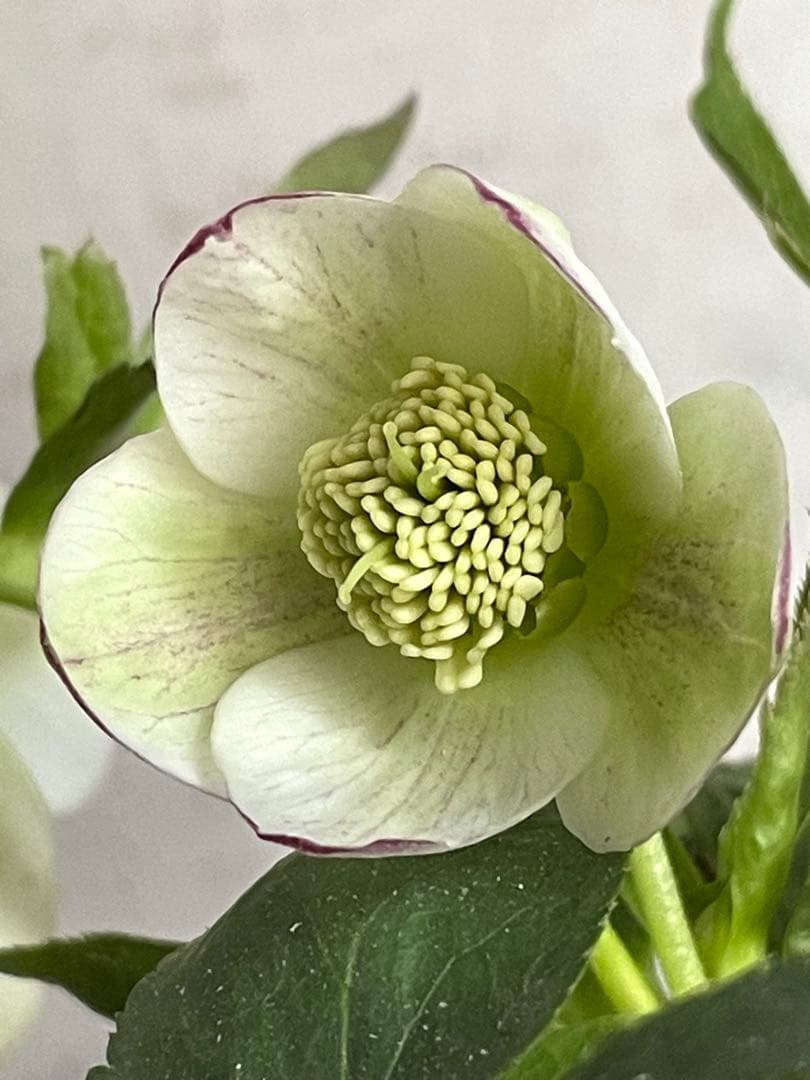 デュメトラム交配　大木ナーサリー　ss.ホワイト