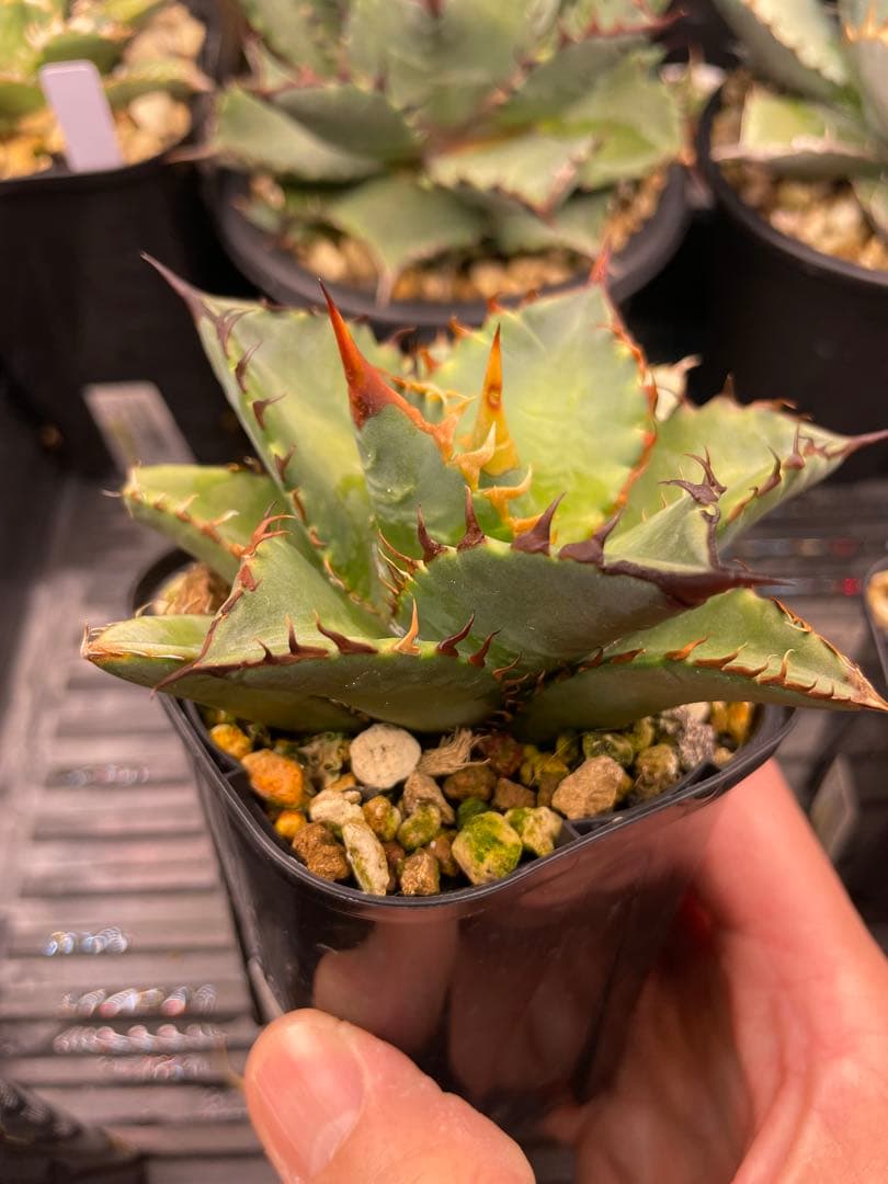 オテロイ実生 選抜