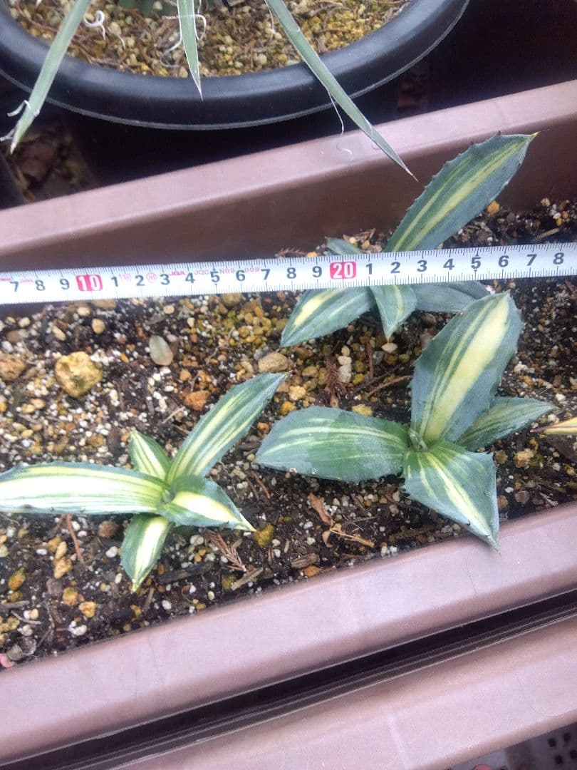 nochida587　フェロックス錦 11株