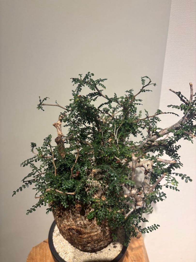 ソウルフル　オペルクリカリア　パキプス　塊根