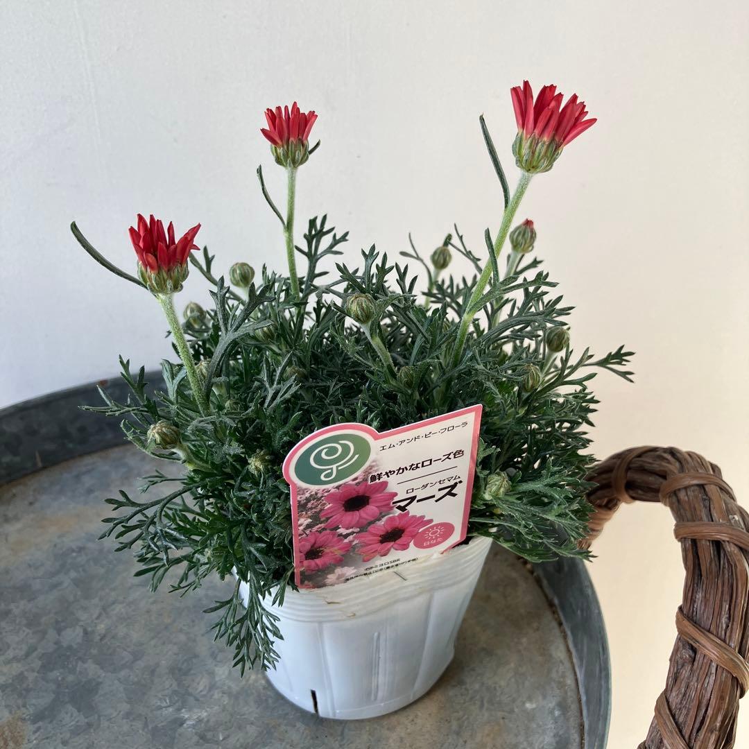 【専用】ローダンセマム　マーズ① 、その他