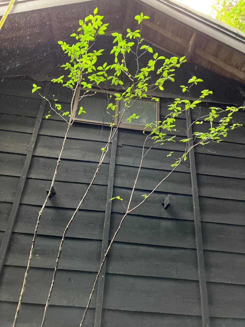 70 希少　山採り　ザイフリボク